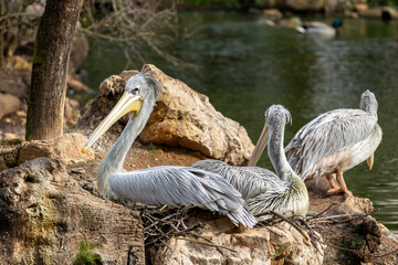 spot-billed pelican (Pelecanus philippensis)