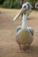 spot-billed pelican (Pelecanus philippensis)