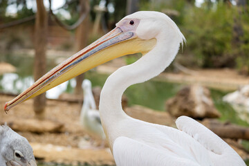 great white pelican (Pelecanus onocrotalus)