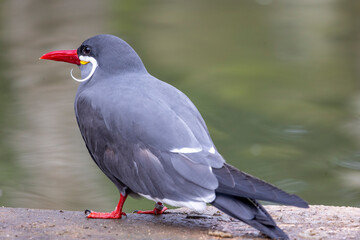 Inca tern (Larosterna inca)