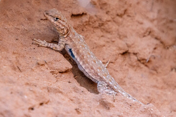 Lizard basking on sandy terrain with a typical desert backdrop in the early morning sunlight