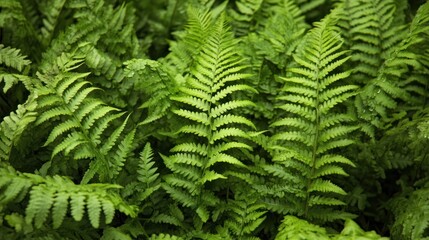 Obraz premium Lush green ferns densely packed, intricate fronds