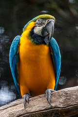 Blue and yellow macaw (Ara ararauna)