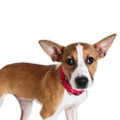 Alert Puppy with Upright Ears