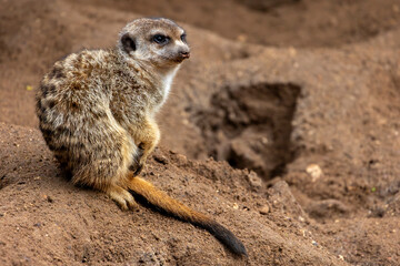 Fototapeta premium meerkat (Suricata suricatta)