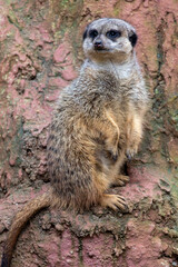 Fototapeta premium meerkat (Suricata suricatta)