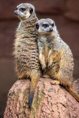 meerkat (Suricata suricatta)