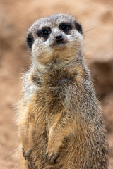 meerkat (Suricata suricatta)