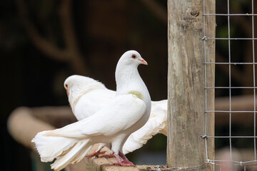 White doves in captivity
