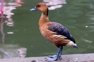 fulvous whistling duck (Dendrocygna bicolor)