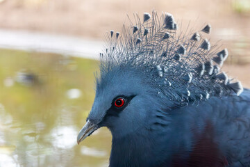 Victoria crowned pigeon (Goura victoria)