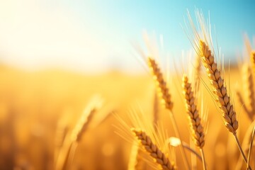 Beautiful nature background with close up of Ears of ripe wheat on Cereal field