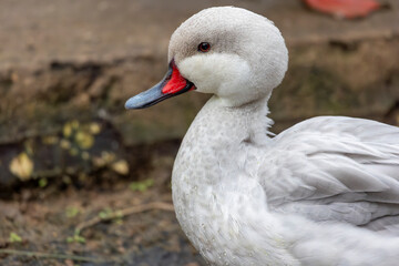 white-cheeked pintail (Anas bahamensis) duck