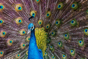 Obraz premium Beautiful feathers of a peacock bird