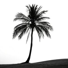 silhouette of palm tree on a white background