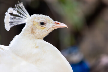 Beautiful feathers of a white peacock bird
