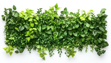 Lush Green Foliage Wall with Various Shades of Green Leaves and Plants Against White Background