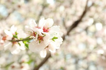 Beautiful blossoming cherry plum tree with white flowers outdoors, closeup