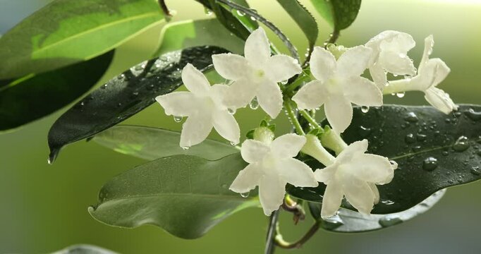 Beautiful jasmine plant with flowers and water drops on blurred background, closeup