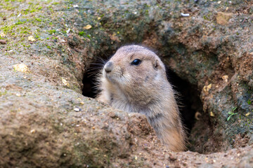 Mexican prairie dog (Cynomys mexicanus)