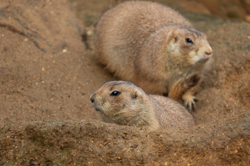 Mexican prairie dog (Cynomys mexicanus)