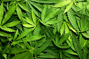 Beautiful green hemp leaves as background, closeup