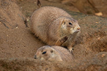 Mexican prairie dog (Cynomys mexicanus)
