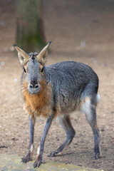 Patagonian mara (Dolichotis patagonum)