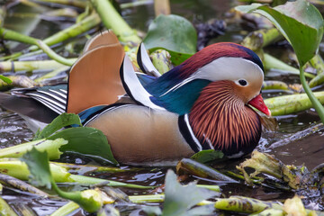mandarin duck (Aix galericulata) © Mauro Rodrigues