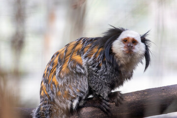 white-headed marmoset (Callithrix geoffroyi)