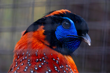 Temminck's tragopan (Tragopan temminckii) © Mauro Rodrigues