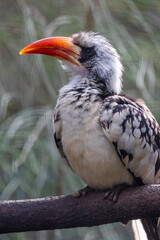 red billed hornbill © Mauro Rodrigues
