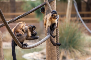 black-striped capuchin (Sapajus libidinosus)