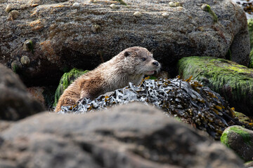 An eurasian otter taking a rest on the rocky shores of Shetland Islands.