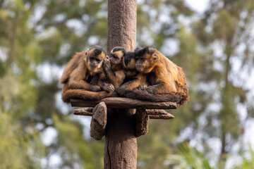 black-striped capuchin (Sapajus libidinosus)