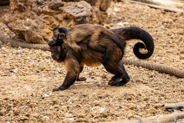 black-striped capuchin (Sapajus libidinosus) © Mauro Rodrigues