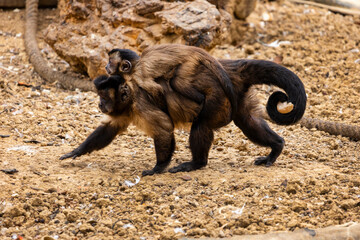 black-striped capuchin (Sapajus libidinosus) © Mauro Rodrigues