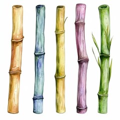 Fototapeta premium Watercolor cane on white background