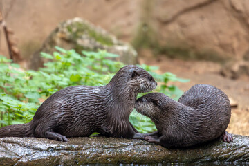 Two Asian small-clawed otter (Aonyx cinereus) © Mauro Rodrigues
