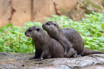 Two Asian small-clawed otter (Aonyx cinereus)