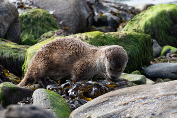 An eurasian otter moving through the boulders and rocks along a coastal part of Shetland Islands.