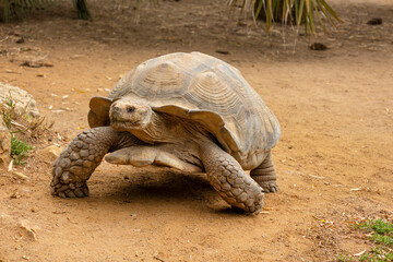 African spurred tortoise (Centrochelys sulcata)