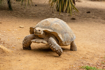 African spurred tortoise (Centrochelys sulcata) © Mauro Rodrigues
