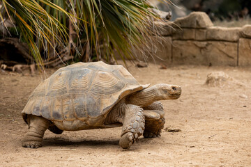 African spurred tortoise (Centrochelys sulcata)