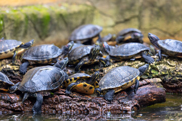 red-eared terrapin (Trachemys scripta elegans) © Mauro Rodrigues