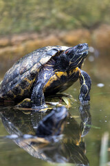 red-eared terrapin (Trachemys scripta elegans) © Mauro Rodrigues