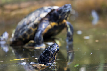 red-eared terrapin (Trachemys scripta elegans) © Mauro Rodrigues