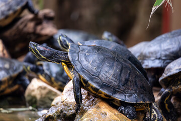 red-eared terrapin (Trachemys scripta elegans)