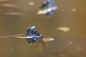 red-eared terrapin (Trachemys scripta elegans) © Mauro Rodrigues