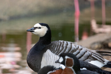 barnacle goose (Branta leucopsis) © Mauro Rodrigues